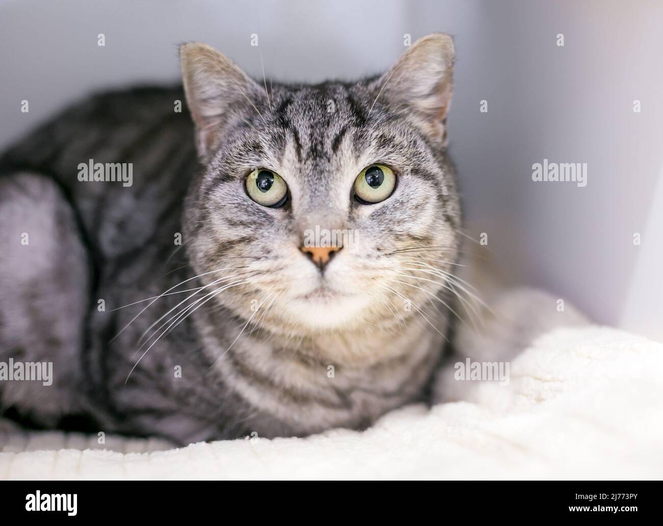 Un gatto grigio del shorthair del tabby che giace su una coperta e che guarda in su Foto Stock