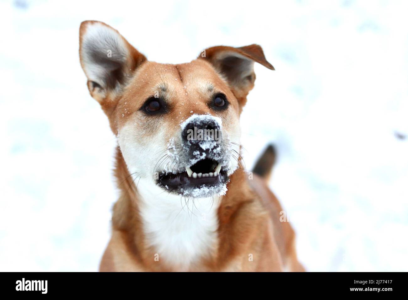 Cane marrone con neve sul naso Foto Stock