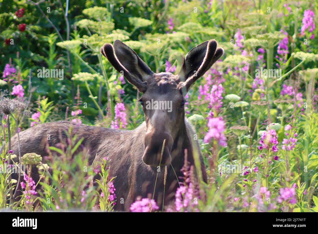 Un alce mangiare fuoco in Alaska Foto Stock