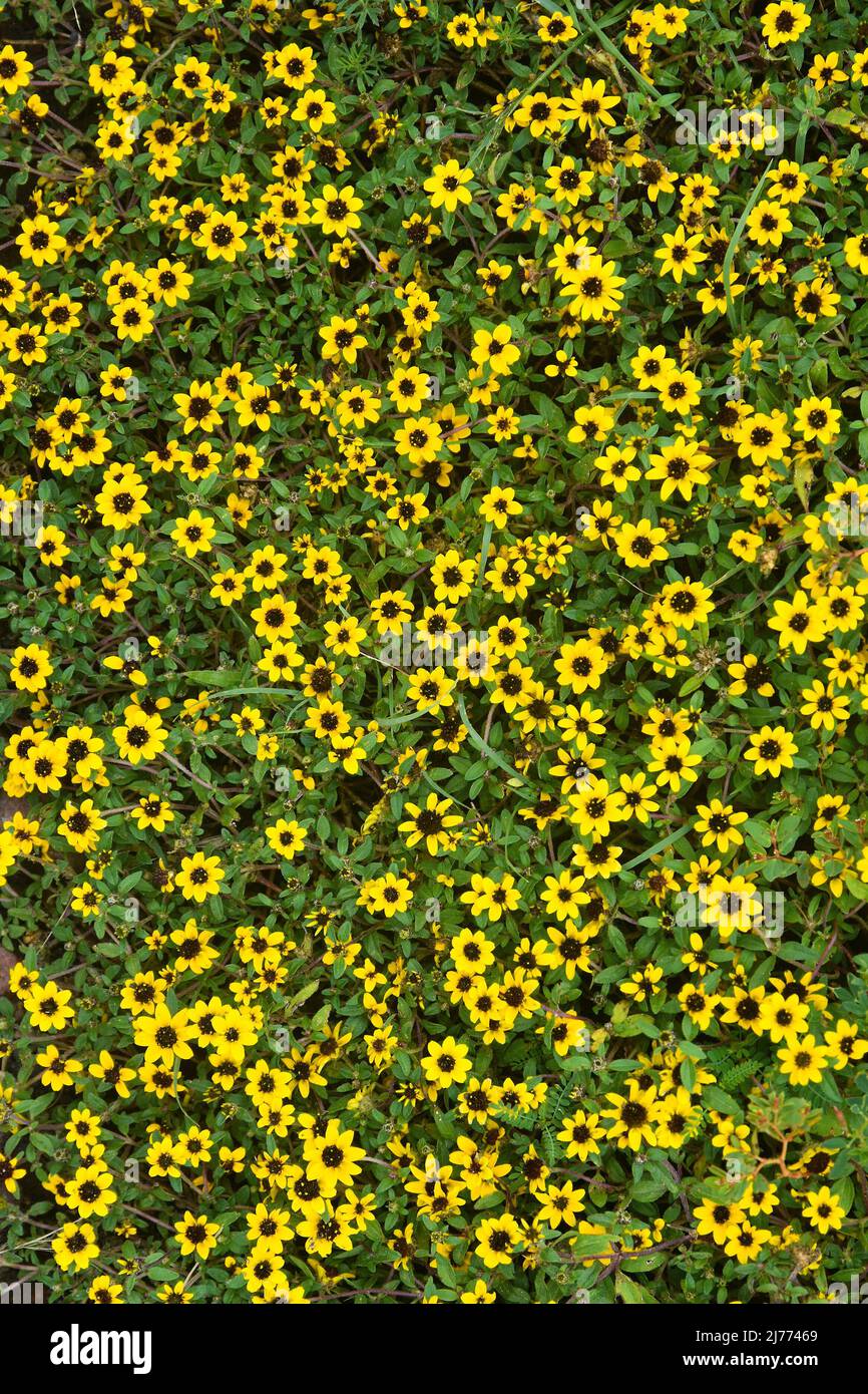 Zinnia strisciante messicana, Sanvitalia procumbens in giardino, fiori gialli, sfondo Foto Stock