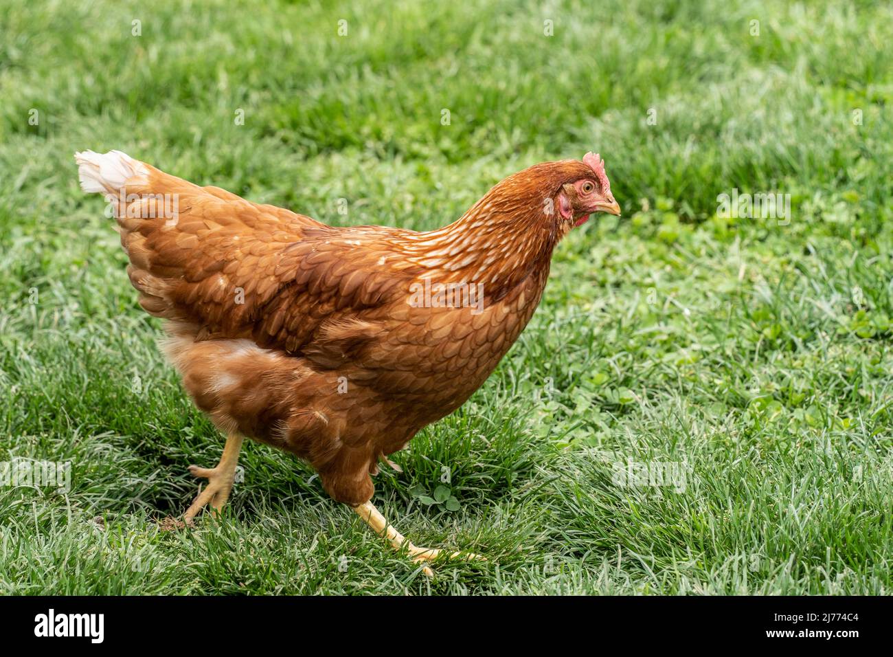 Primo piano di pollo nella fattoria di pollame a campo libero nella contea di Lancaster, Pennsylvania Foto Stock