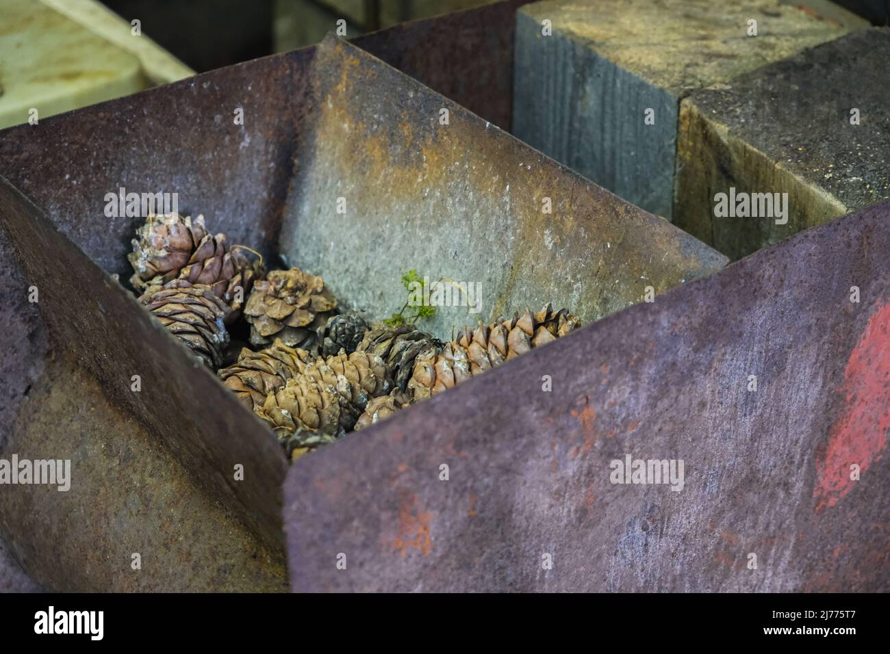 Un uomo trasforma un dispositivo fatto in casa per estrarre le noci di cedro dai coni di pino siberiano. Foto Stock