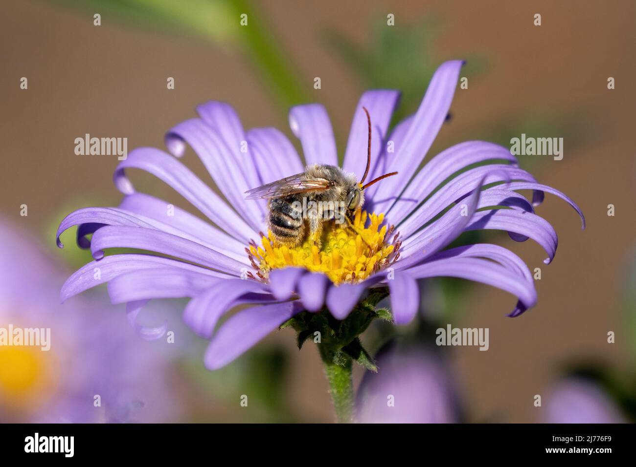 Un primo piano laterale e posteriore di un maschio Long-Horned Bee con antenne molto lunghe su un fiore di Aster viola. Foto Stock