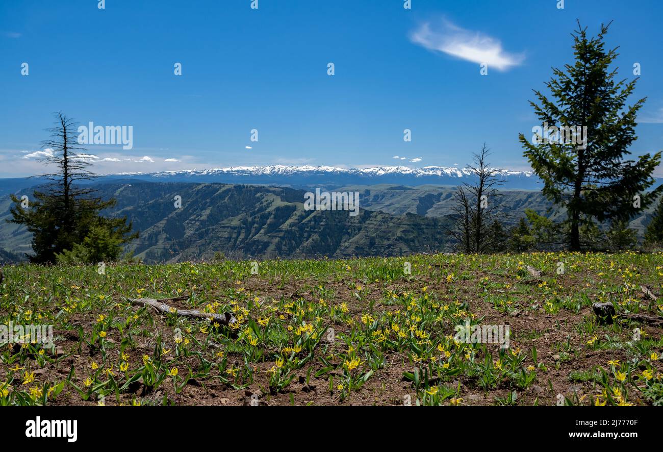 Ammira il canyon del fiume Imnaha, con le montagne innevate in lontananza. Gigli gialli del ghiacciaio in primo piano. Foto Stock