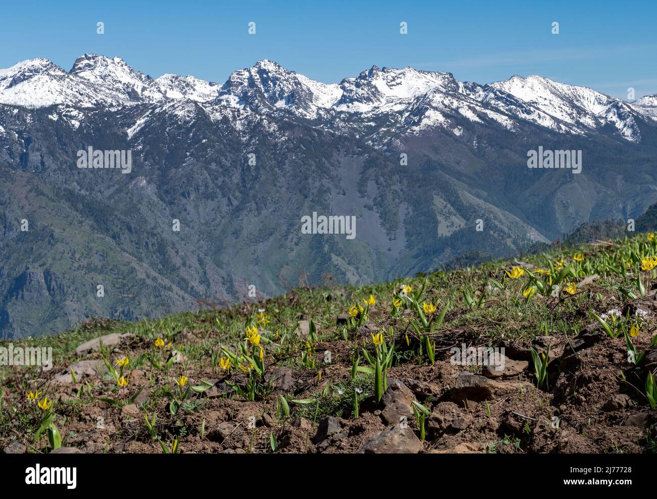 I sette Devils Mountains con un campo di gigli Glacier in primo piano, l'Hells Canyon National Recreation Area sul confine con l'Oregon Idaho Foto Stock