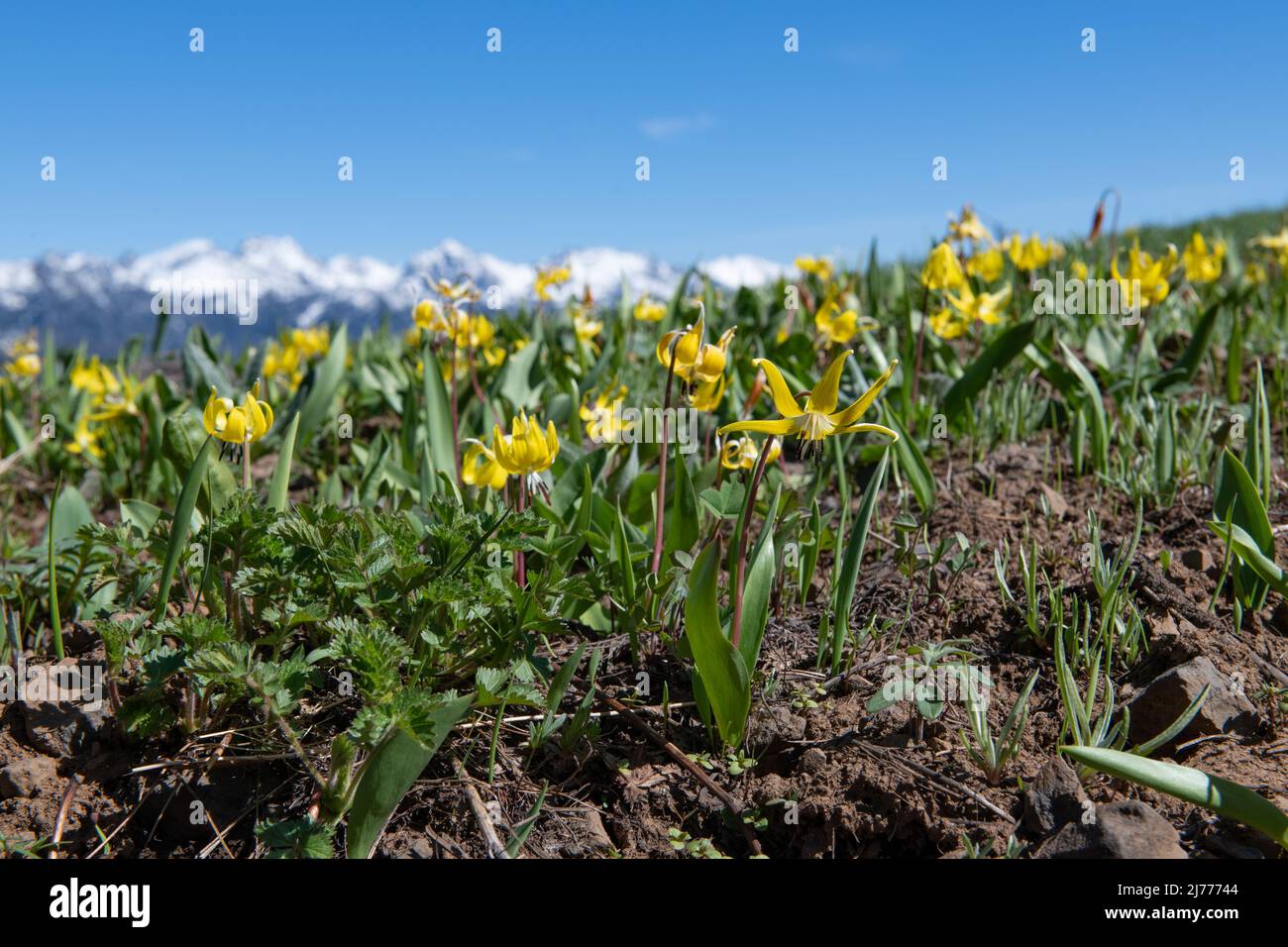 Un campo di gigli Glacier con le sette montagne Devils sullo sfondo, l'area ricreativa nazionale di Hells Canyon Foto Stock