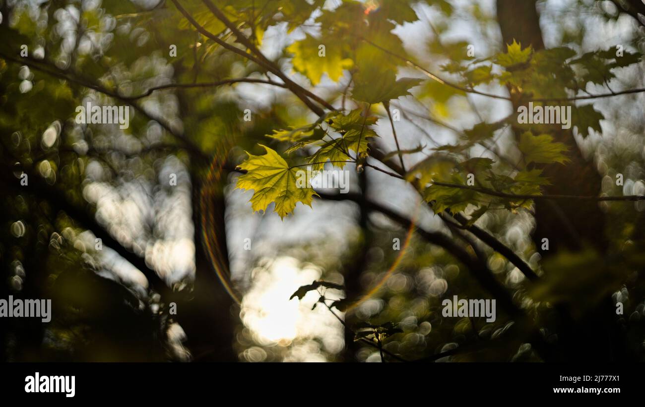 Foglie di acero verde alla luce del sole, lenti d'epoca svasate e bokeh Foto Stock