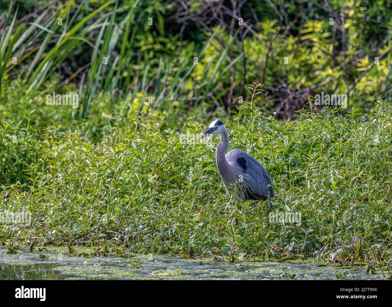 Great Blue Heron al parco delle paludi Sweetwater, Gainesville, Florida Foto Stock
