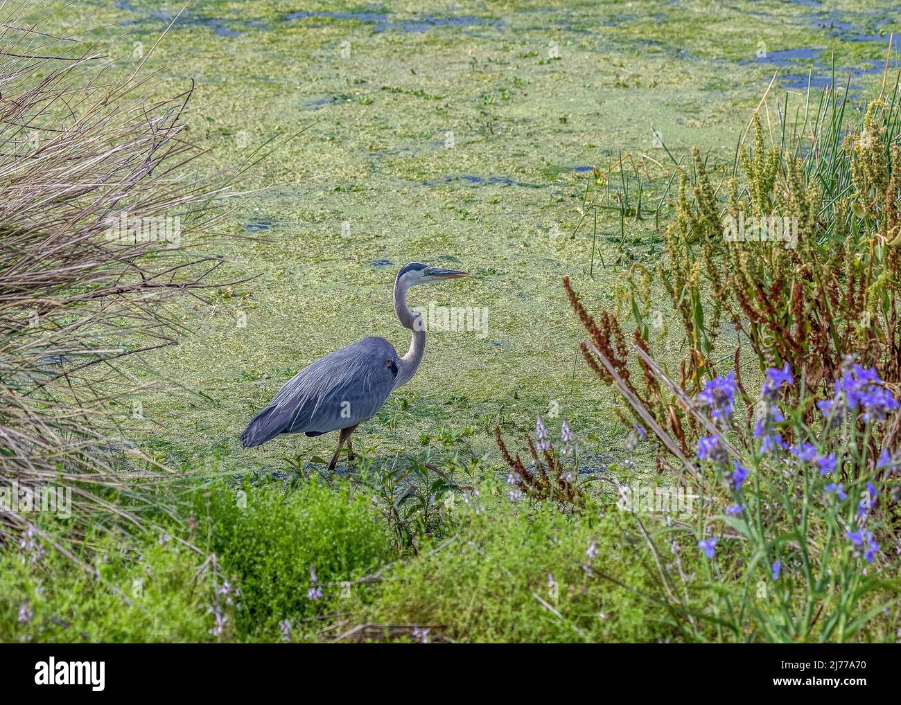 Grande airone blu che cammina attraverso le alghe acqua coperta vicino a fiori selvatici viola Foto Stock