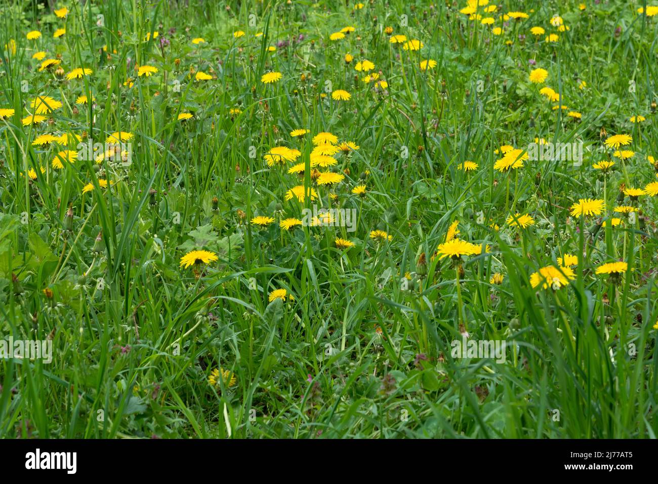 Un prato è pieno di fiori gialli di dente di leone in una giornata di primavera soleggiata. Concetto di background naturale Foto Stock