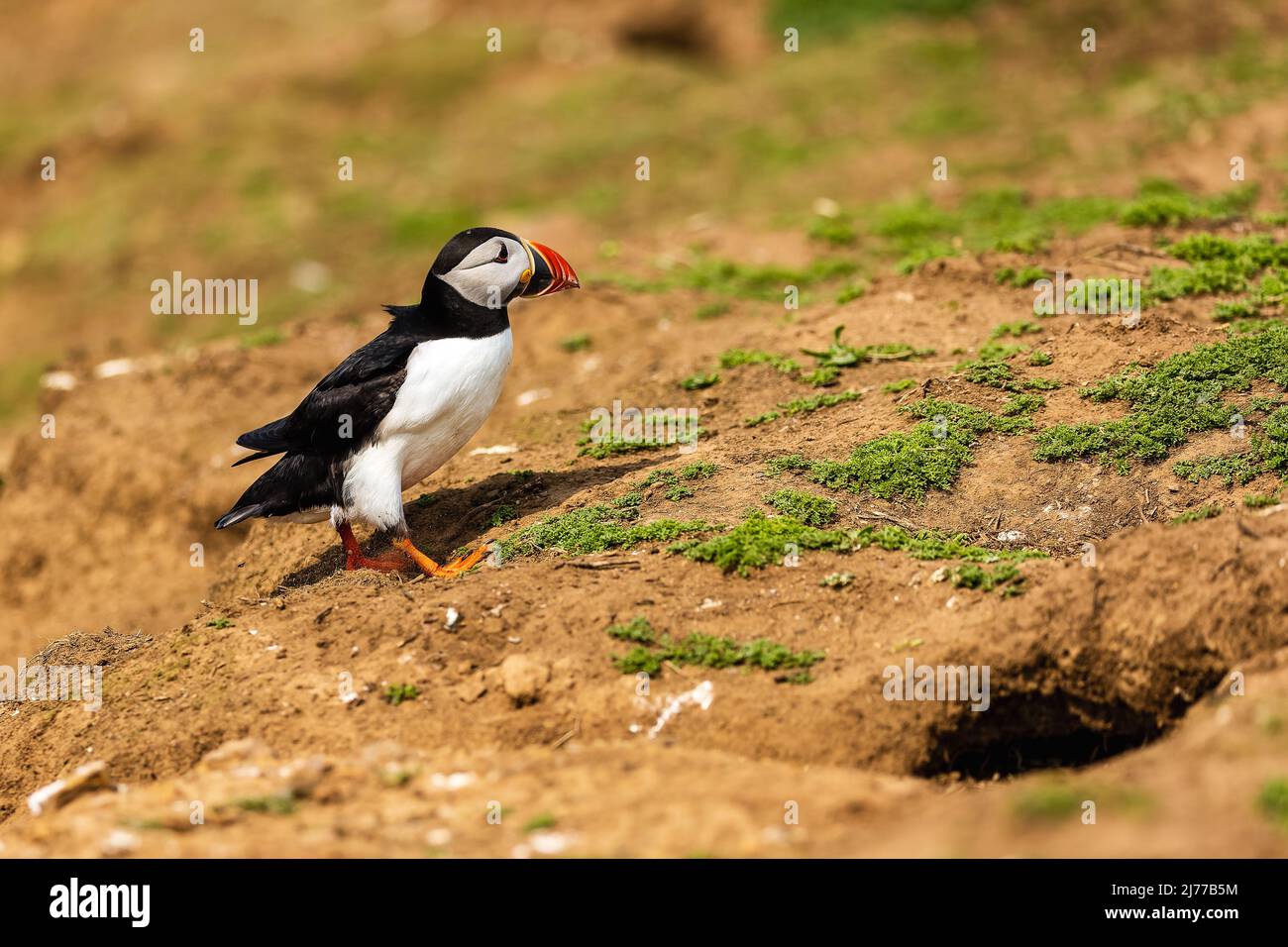 Carino, colorato Puffin (Fratercola arctica) in piedi accanto al suo burrow durante la stagione di riproduzione (Skomer, Galles, Regno Unito) Foto Stock