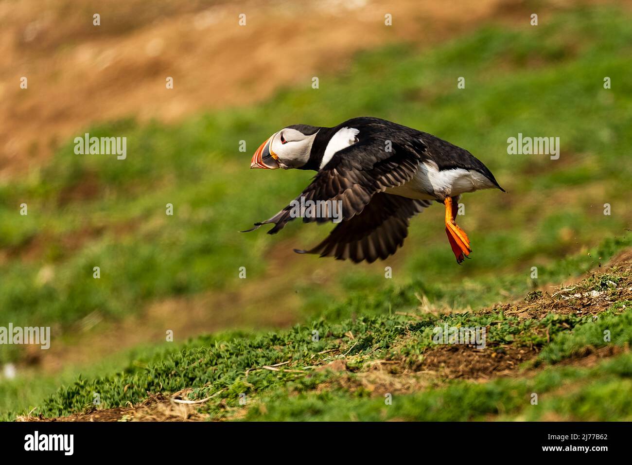 Atlantic Puffin (Fratercola arctica) in volo vicino al suo burrow nella stagione dell'allevamento (Skomer, Galles, Regno Unito) Foto Stock