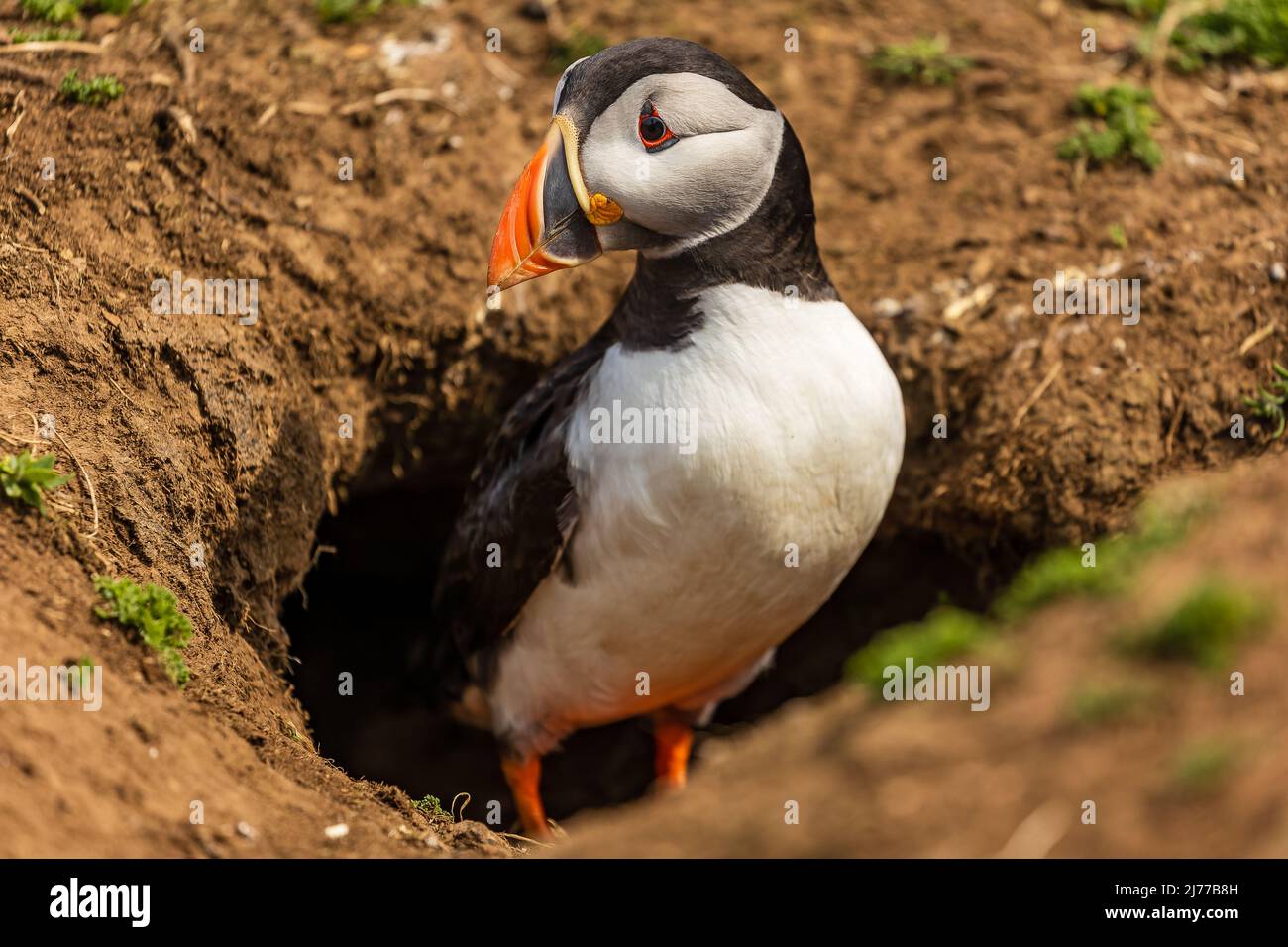 Carino, colorato Puffin (Fratercola arctica) in piedi accanto al suo burrow durante la stagione di riproduzione (Skomer, Galles, Regno Unito) Foto Stock