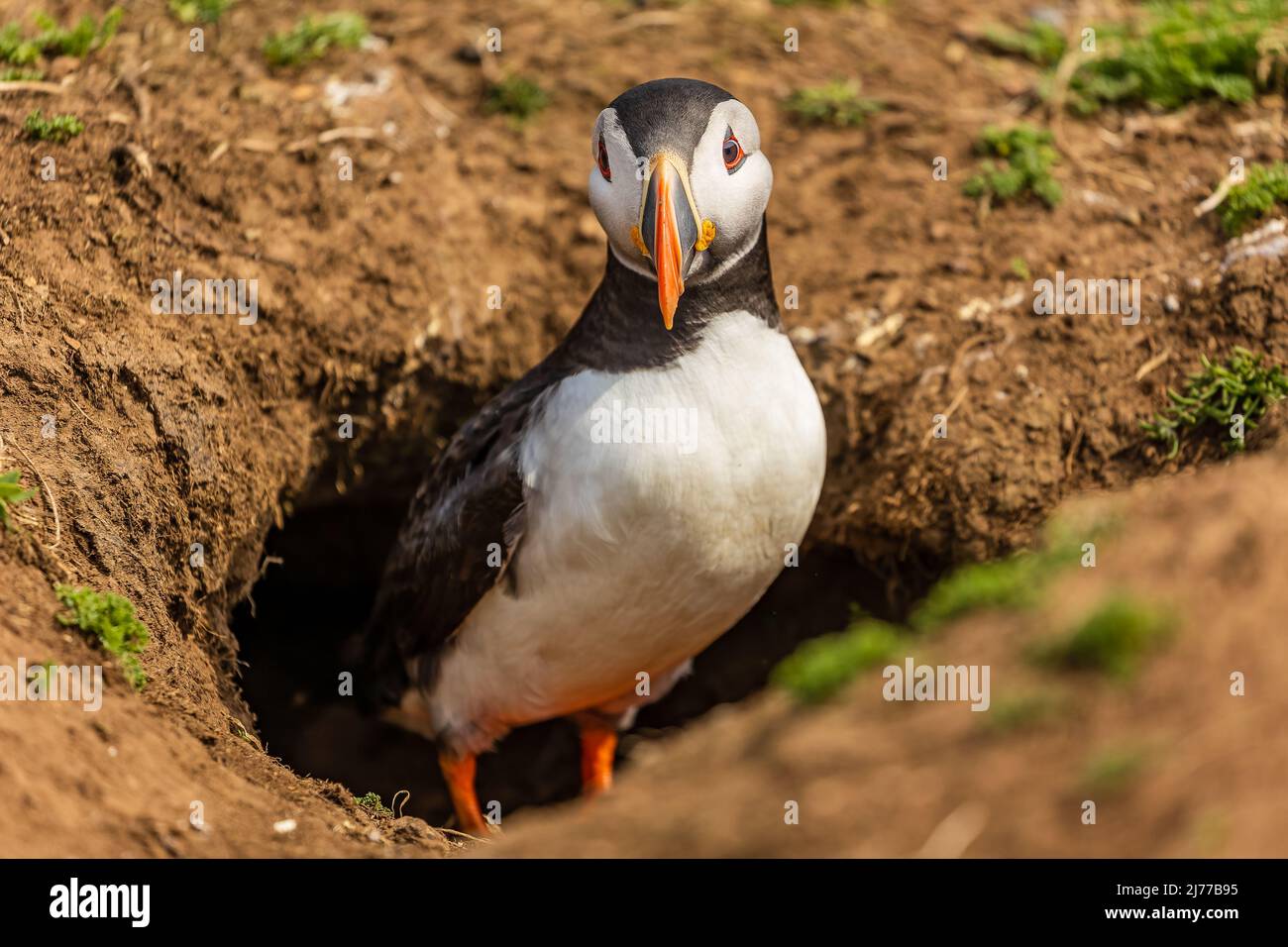 Carino, colorato Puffin (Fratercola arctica) in piedi accanto al suo burrow durante la stagione di riproduzione (Skomer, Galles, Regno Unito) Foto Stock