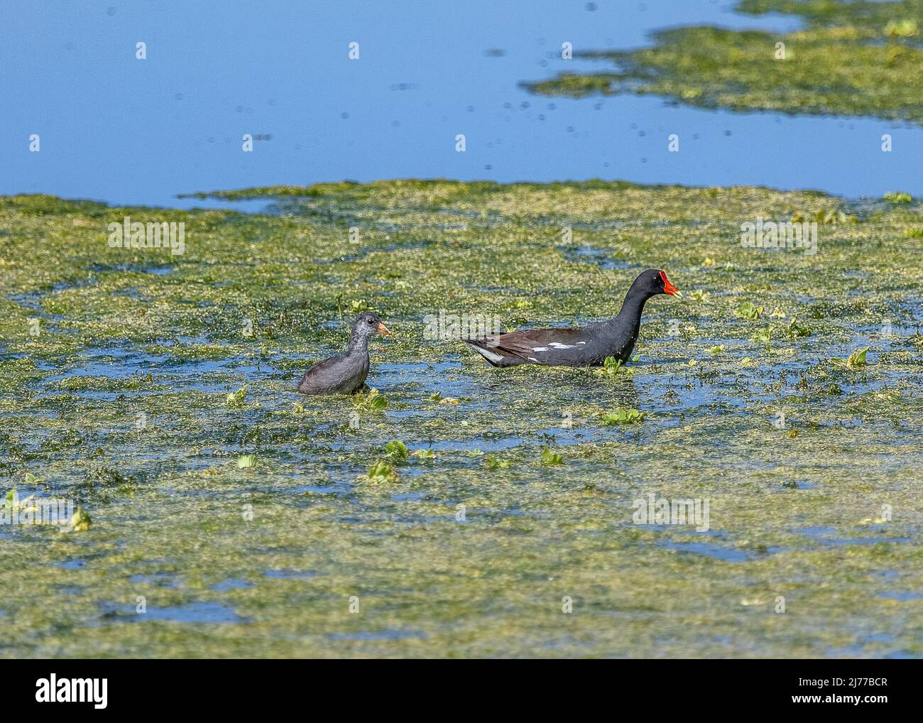 Una gallinula comune con pulcino nella palude al parco delle paludi Sweetwater Foto Stock