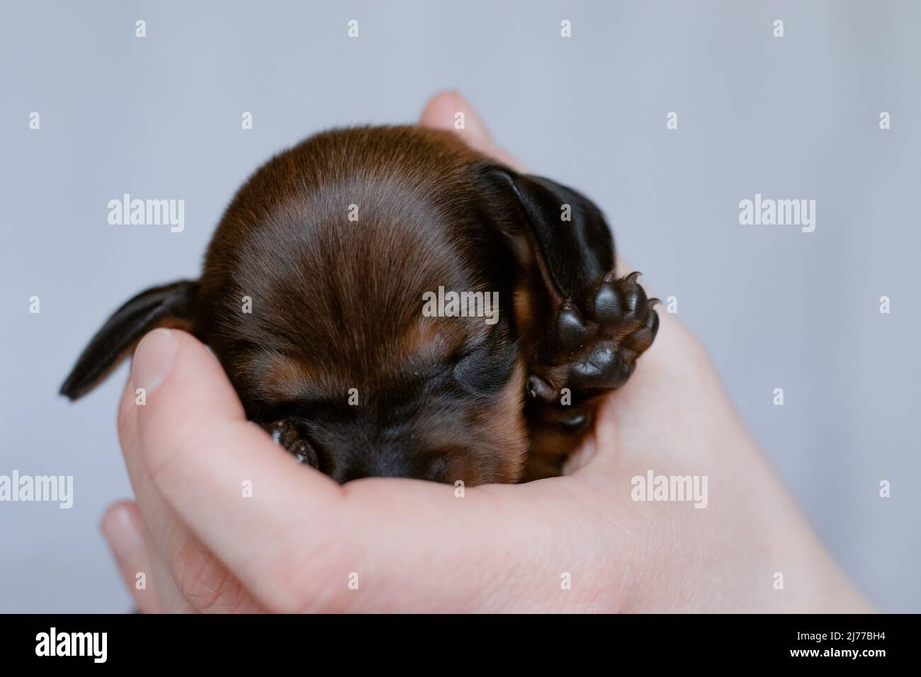 Un cucciolo di dachshund neonato mostra una zampa. Foto Stock