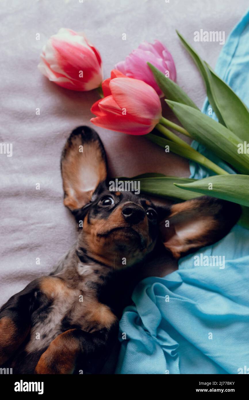 Allegro dachshund cucciolo con fiori. Foto Stock