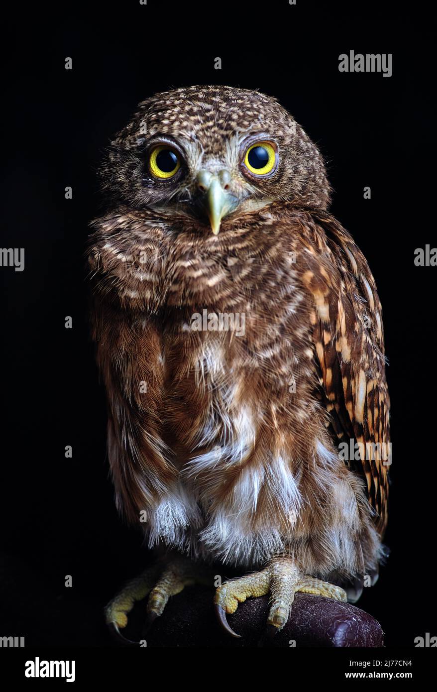 Lo studio girato di un owlet Foto Stock