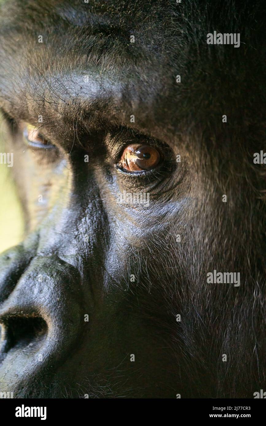 Un Closeup di un Gorilla Silverback Foto Stock