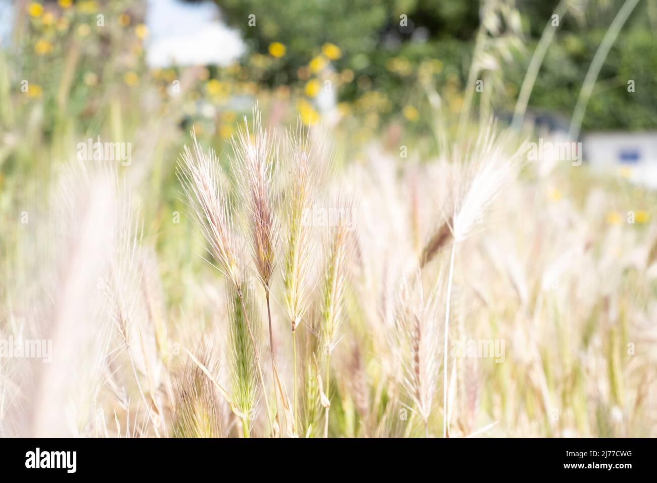 campo d'oro di erbe selvatiche, che assomiglia a Wheat.Tenerife.Spain Foto Stock