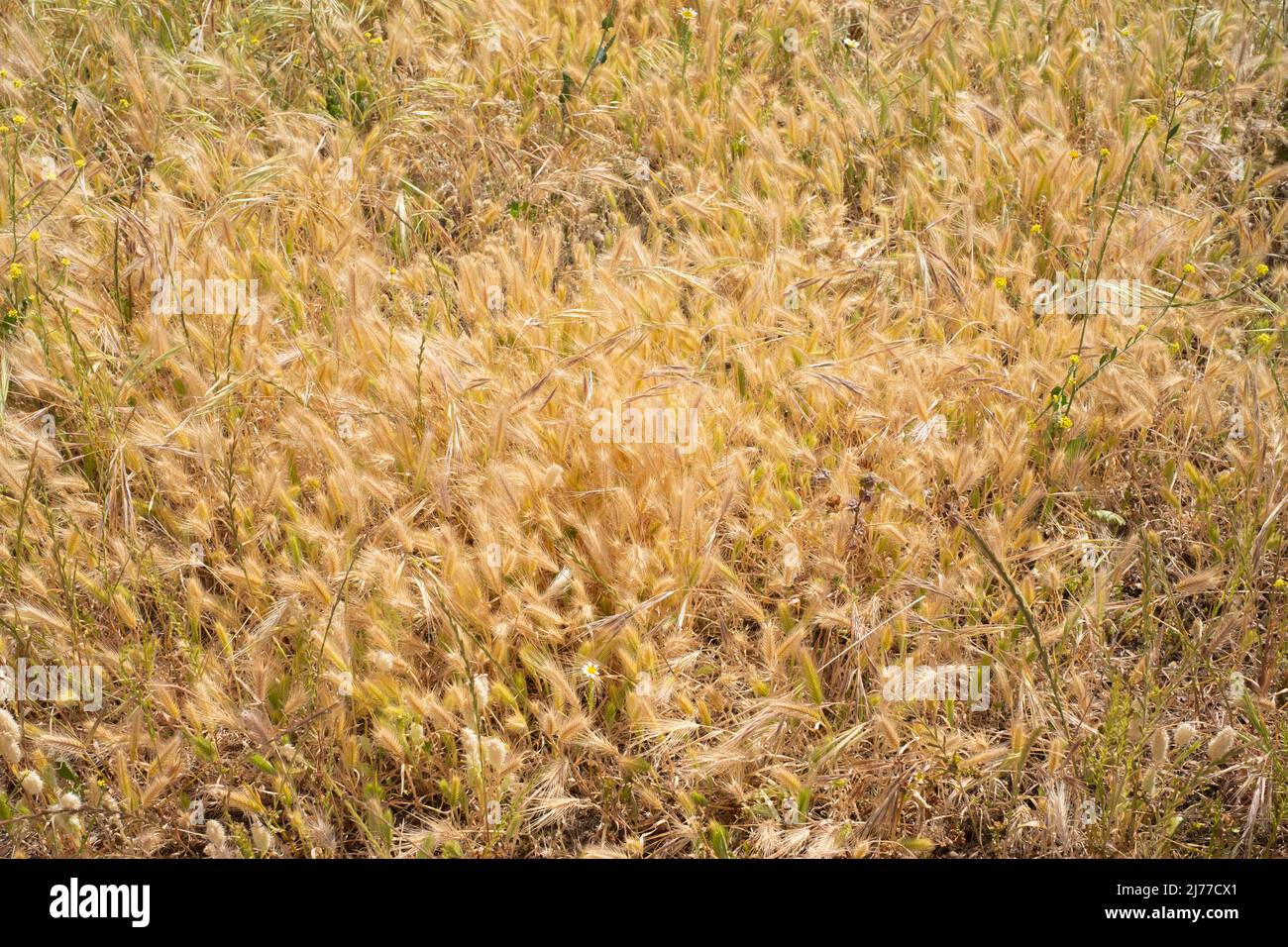 campo d'oro di erbe selvatiche, che assomiglia a Wheat.Tenerife.Spain Foto Stock