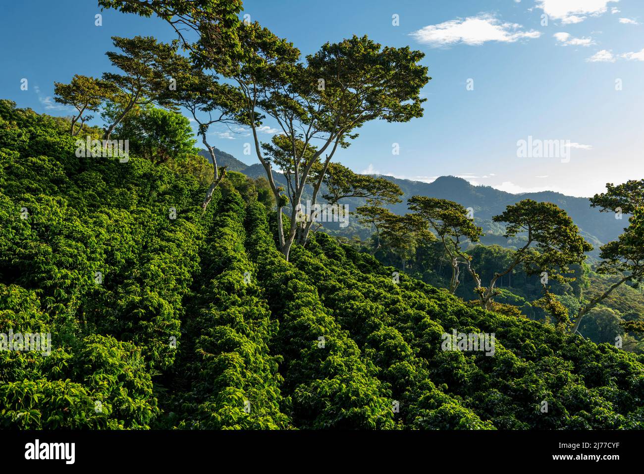 Una fattoria di caffè biologico sulle montagne di Panama, altopiani di Chiriqui Foto Stock