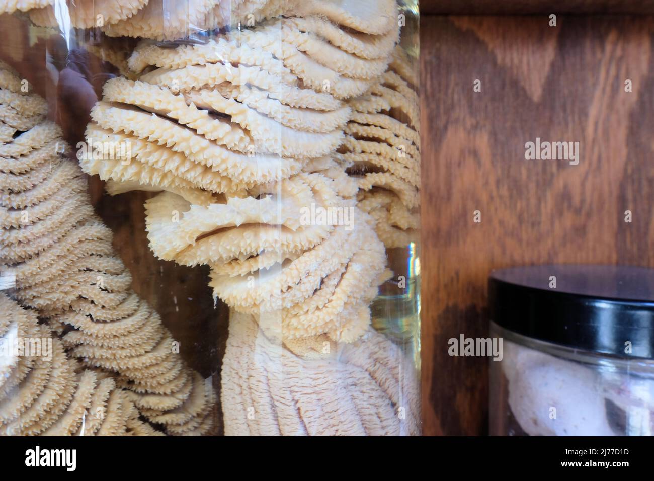 Ptilosarcus quadrangularis esemplare conservato in vaso; Sea Pens (Pennatulacea); vita marina. Foto Stock