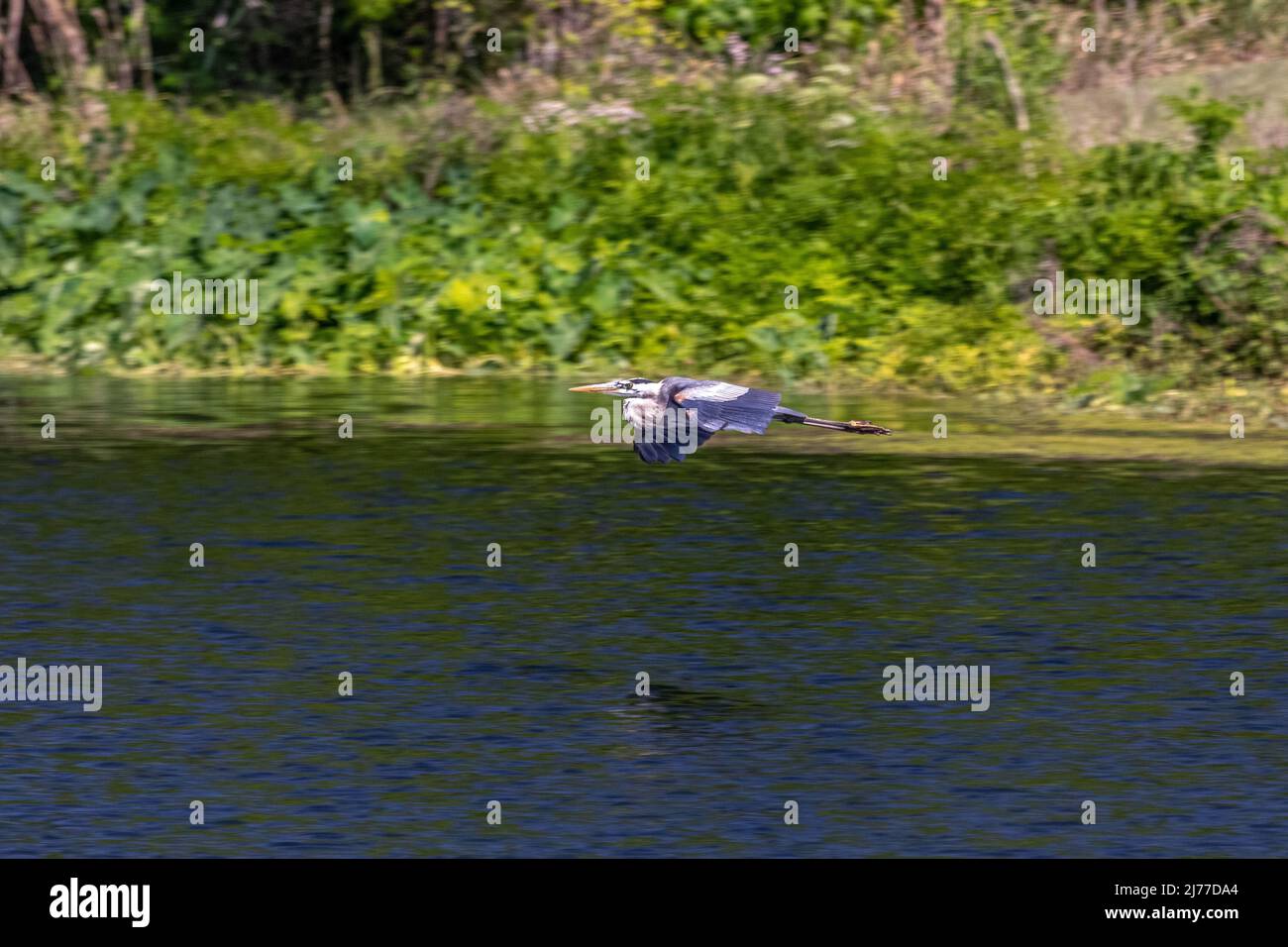 Heron si alza sull'acqua al parco delle paludi Sweetwater, Gainesville, Florida Foto Stock