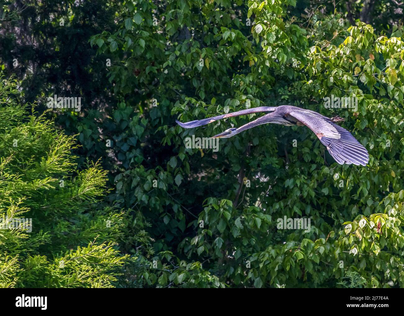 Grande airone blu che vola sopra la palude al parco delle paludi Sweetwater Foto Stock