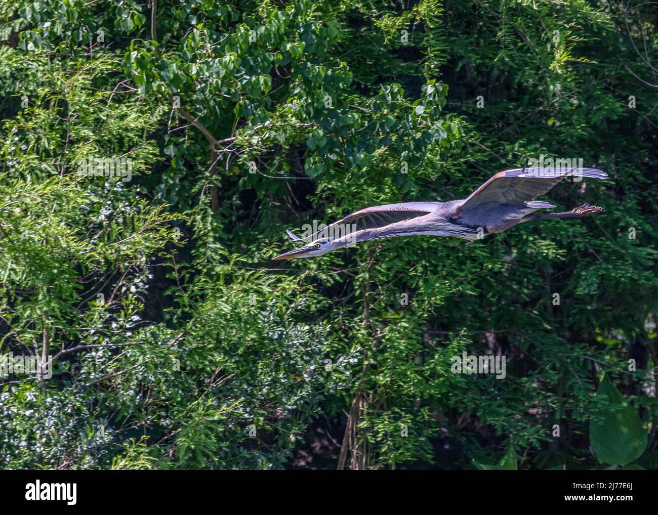 Grande airone blu che vola sopra la palude al parco delle paludi Sweetwater Foto Stock
