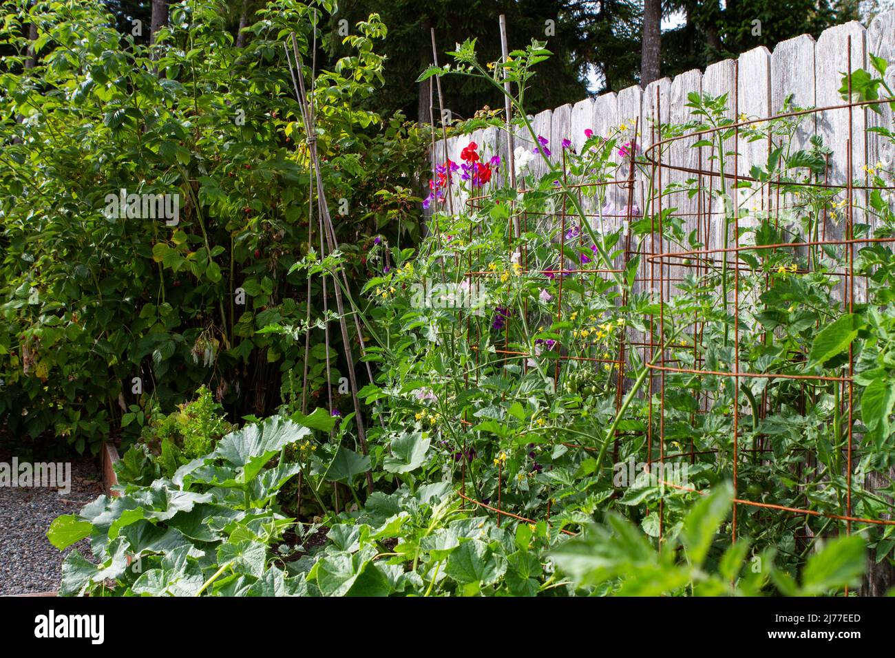 Giardino casa cortile pieno di piante, tra cui squash, lamponi, piselli dolci, e piante di pomodoro in gabbie di filo. Foto Stock