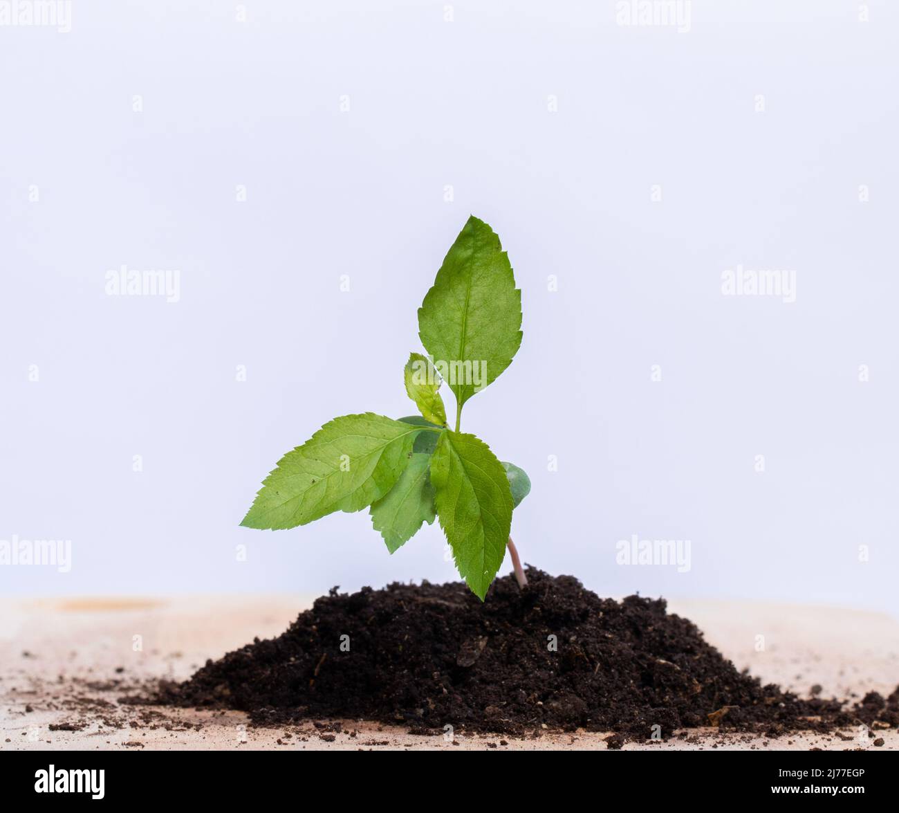 piantando un piccolo albero di mela per giorno di ambiente Foto Stock