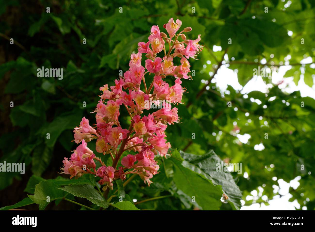 Aesculus x carnea 'Briotii' fiore di cavallo-castagno rosso Foto Stock