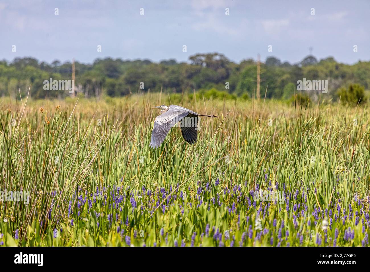 Grande airone blu che vola basso sopra le piante alte nella palude intorno al parco delle zone umide di Sweetwater Foto Stock