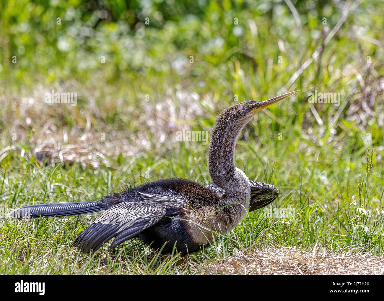 Sia i giovani che le femmine Anhinga hanno colli di colore marrone chiaro Foto Stock