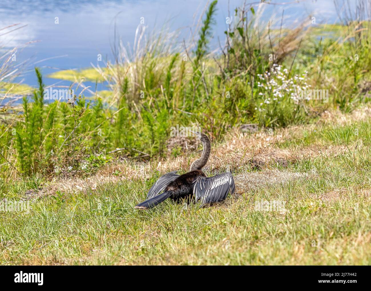 Sia i giovani che le femmine Anhinga hanno colli di colore marrone chiaro Foto Stock