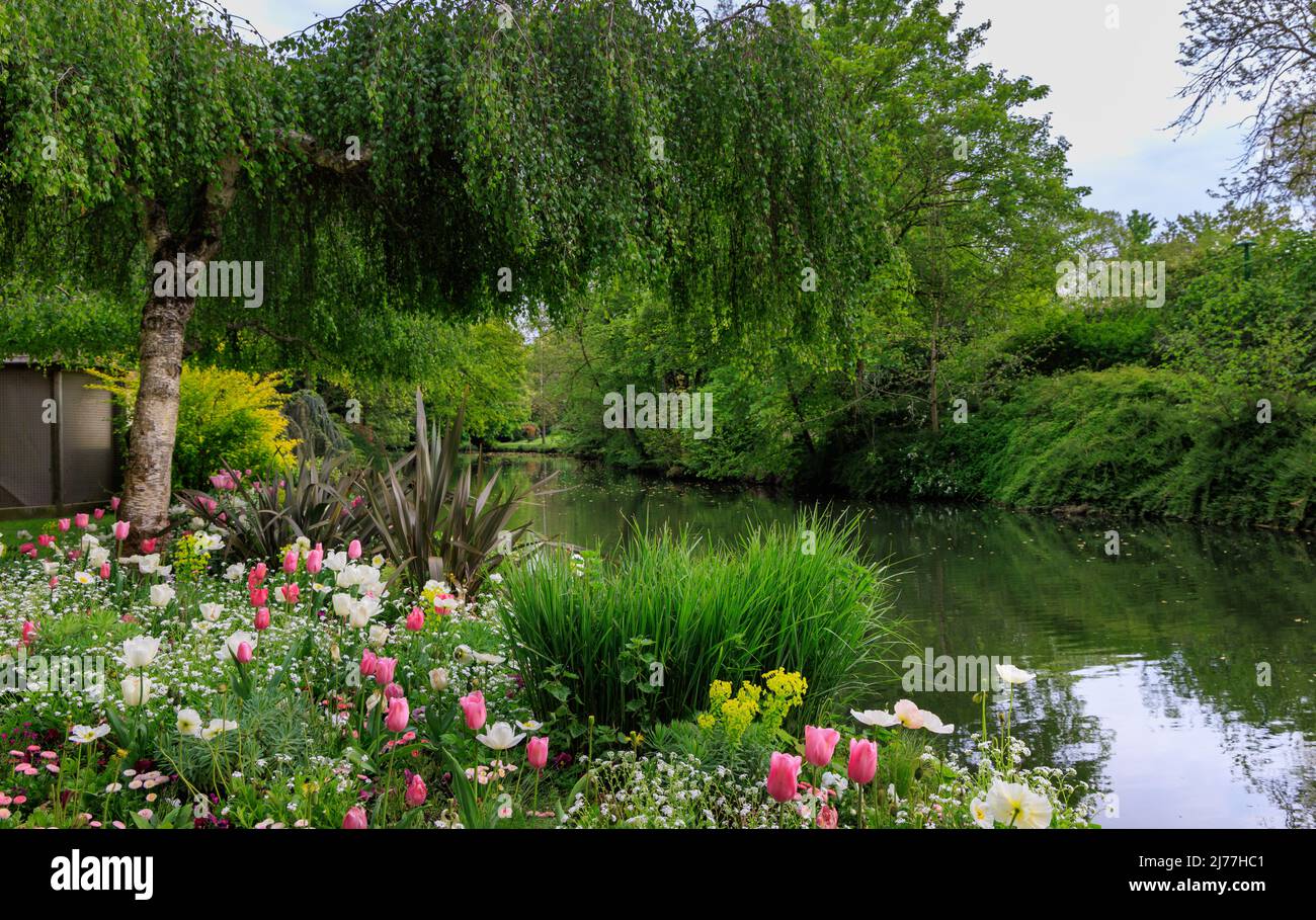 Fiume Eure con colorati fiori di primavera a Chartres Eure-et-Loire in Francia Foto Stock