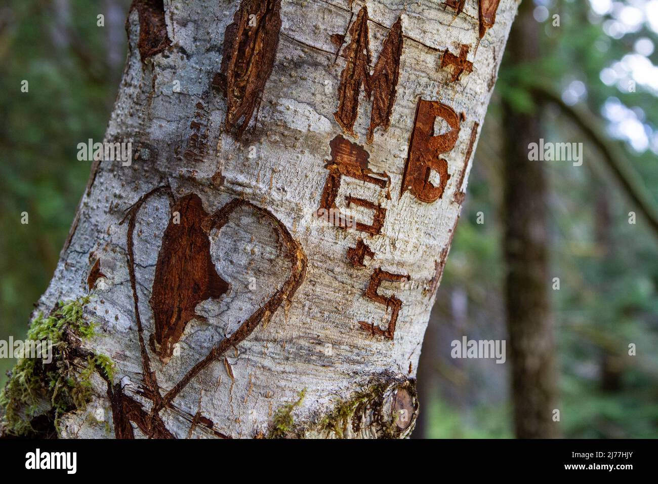 Vandalismo in forma di iniziali scolpite e un cuore su un albero di ontano rosso nei boschi. Foto Stock