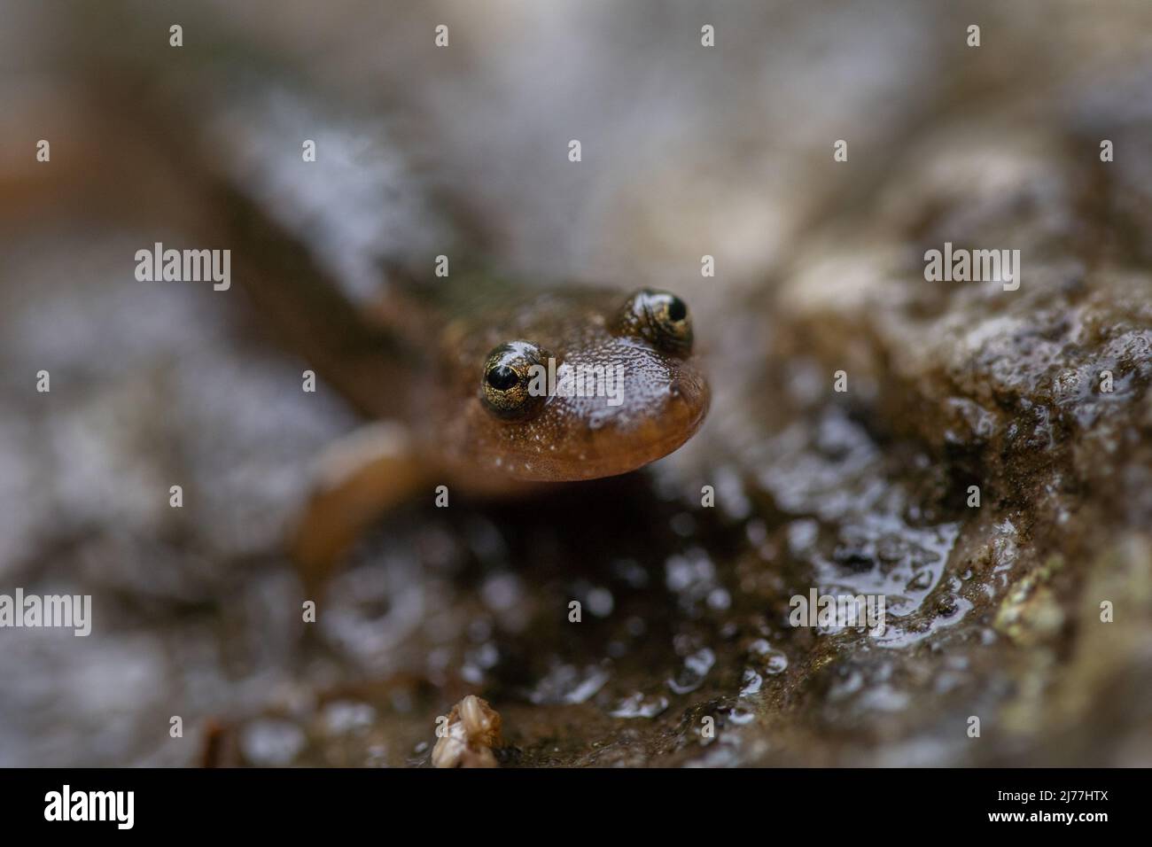 Salamander dalle decorazioni nere Foto Stock