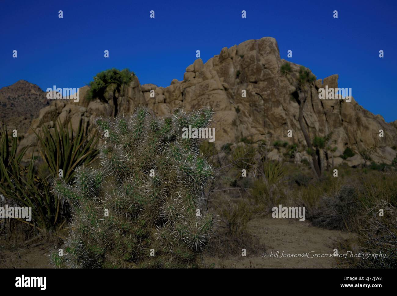 ChOLLO Cactus Mojave deserto Foto Stock