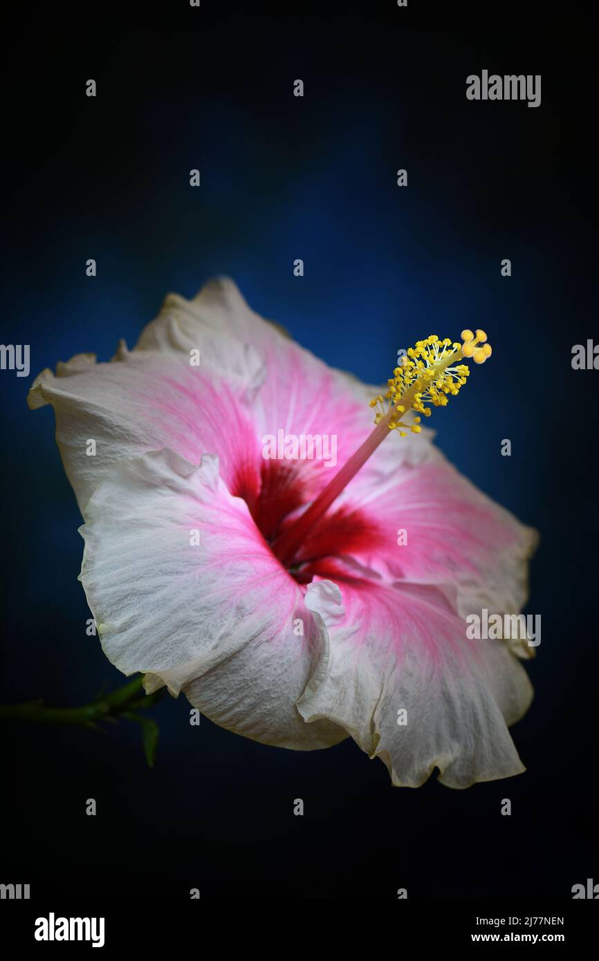 Un Hibiscus bianco -Hibiscus sinensis- fiori stigma, pistil e stamen illuminato in morbido blu scuro illuminazione d'atmosfera; catturato in uno studio Foto Stock