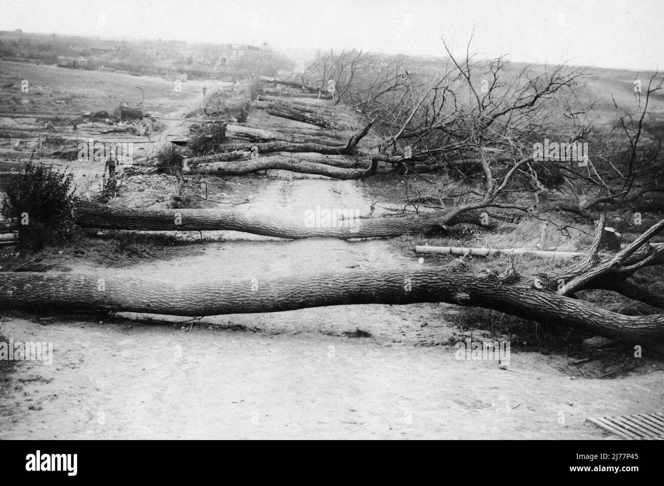 Abbattere gli alberi per ostacolare l'avanzamento. Preso vicino a Havrincourt vicino a Cambrai Foto Stock