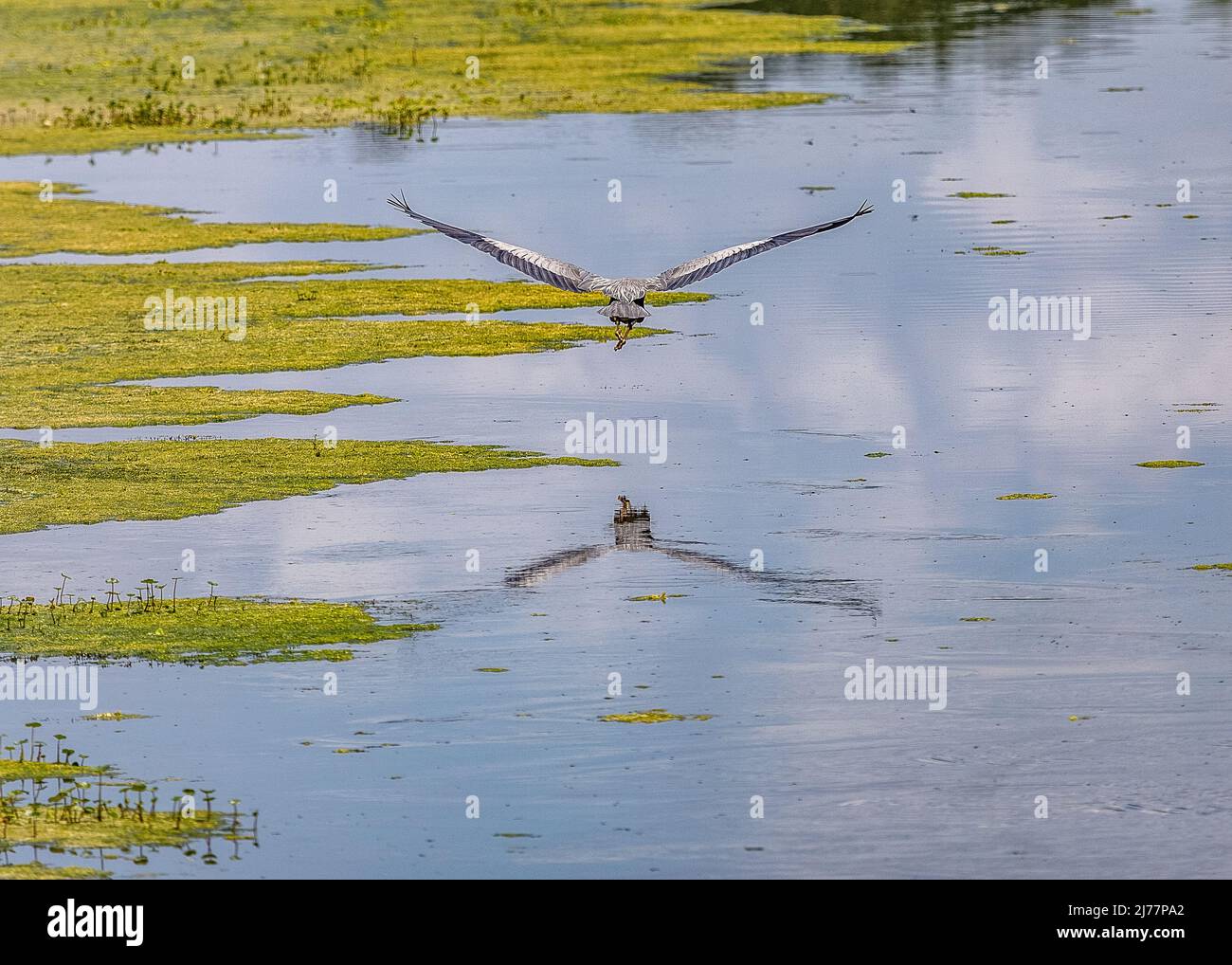 Grande airone blu che vola sulle zone umide del parco delle paludi Sweetwater a Gainesville, Florida Foto Stock