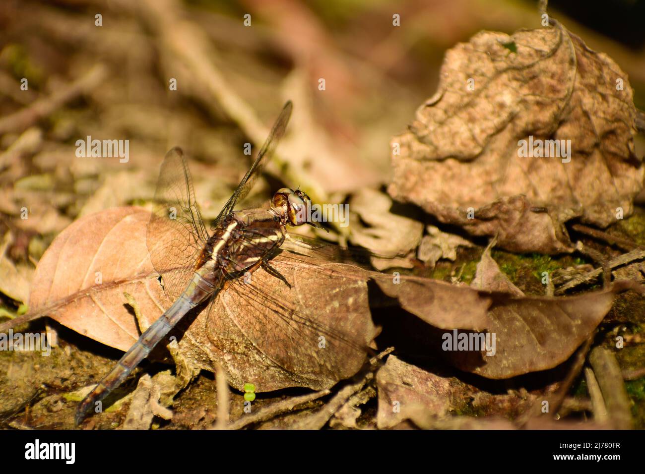 Primo piano di dragonfly poggiante sul ramo. Falco palude blu (ortetrum glaucum) maschio immaturo Foto Stock