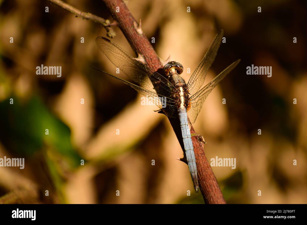 Primo piano di dragonfly poggiante sul ramo. Falco palude blu (ortetrum glaucum) maschio immaturo Foto Stock