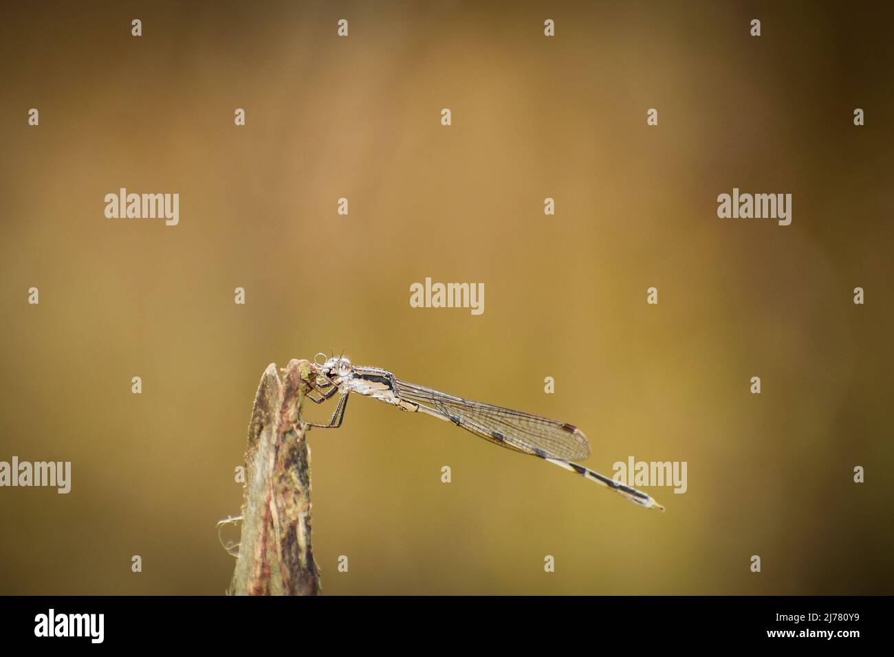 Splendida damselfy che riposa sul ramo. winterdamsel siberiano (sympecma pedisca) Foto Stock