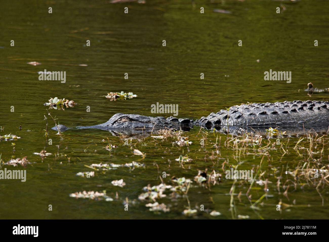 Florida Gator che dorme in acque poco profonde Foto Stock
