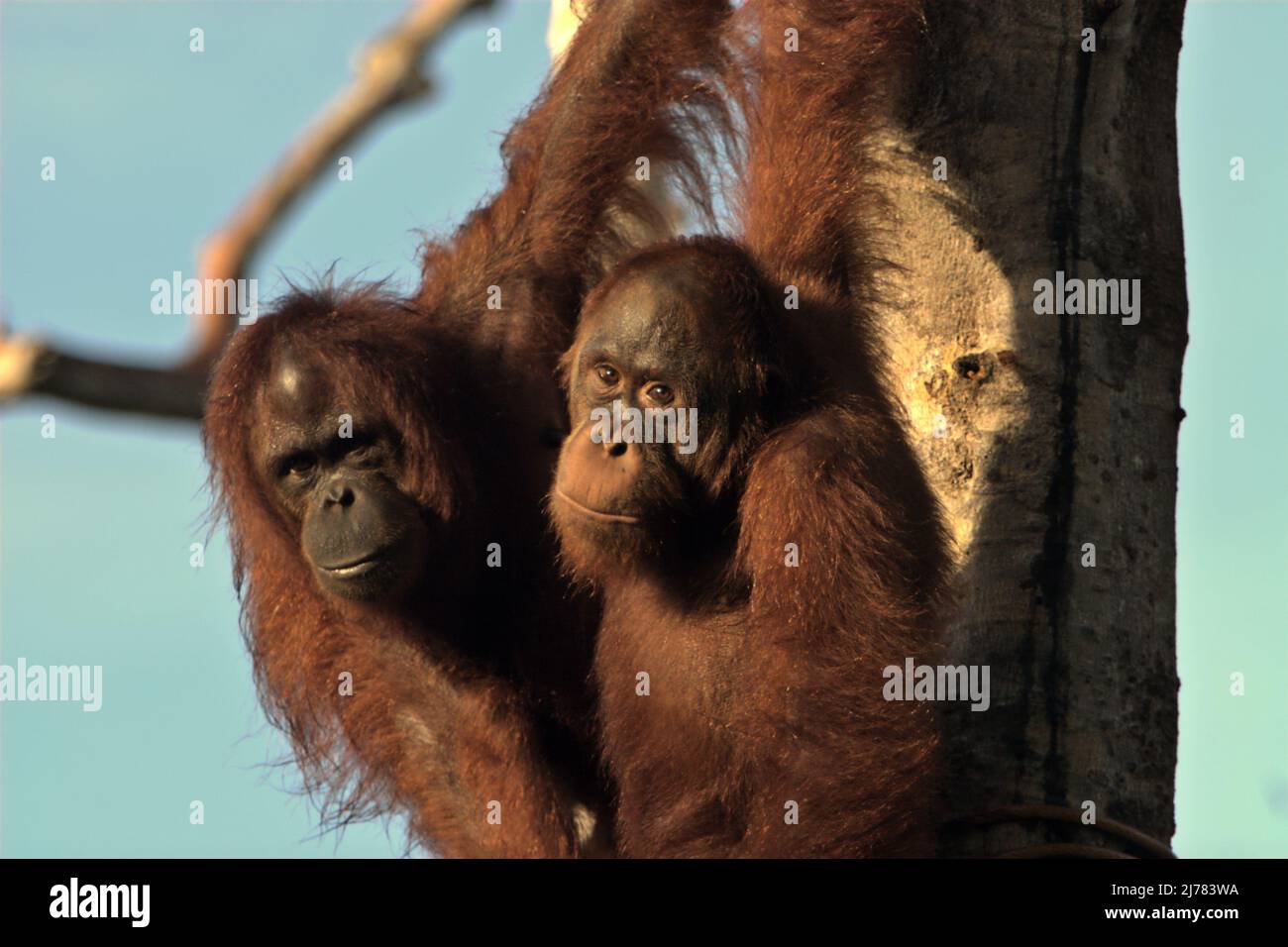 Oranghi bornei (Pongo pygmaeus) presso un centro di riabilitazione gestito dalla Borneo Orangutan Survival Foundation a Samboja Lestari, Kalimantan orientale, Indonesia. Foto Stock