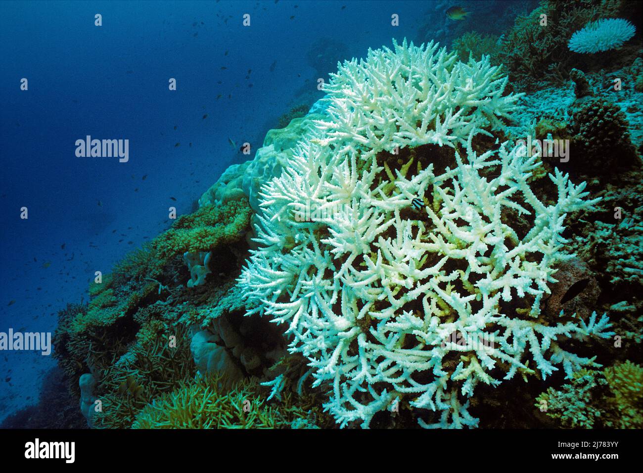Coralli a corna stagna sbiancati, sbiancamento dei coralli, conseguenze del riscaldamento globale, barriera corallina alle Maldive, Oceano Indiano, Asia Foto Stock