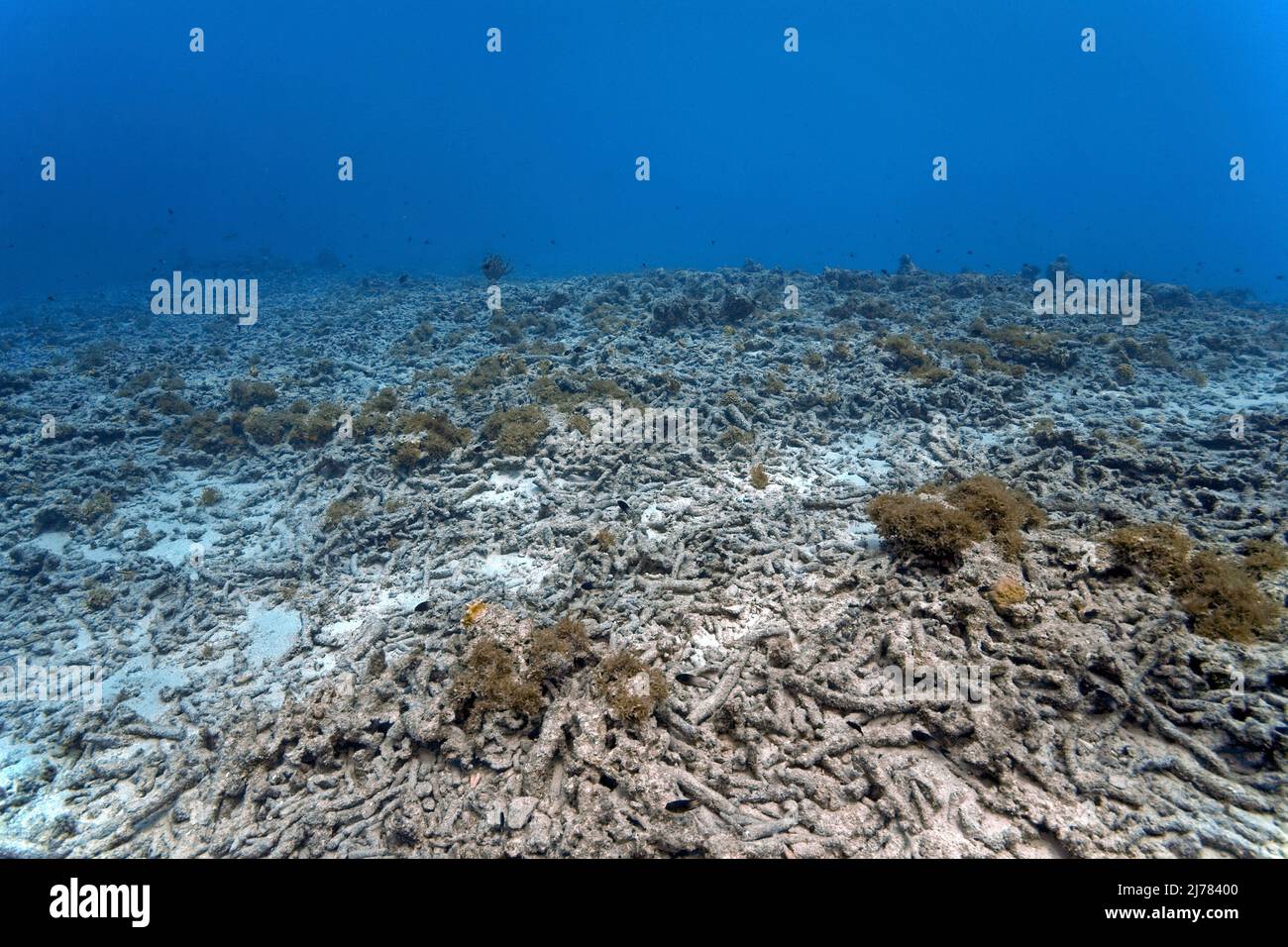 Barriera corallina morta, coralli rotti sul fondo marino, cambiamenti climatici dovuti al riscaldamento globale degradano la salute delle barriere coralline, Curacao, Antille olandesi, Foto Stock